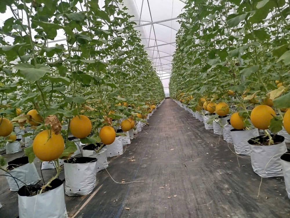 Các vùng rau, quả an toàn tại các thôn thuộc xã Yên Lãng đang được phát triển mạnh