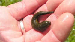 Sơn La: Đỉa suối nằm trong khí quản cụ bà 74 tuổi