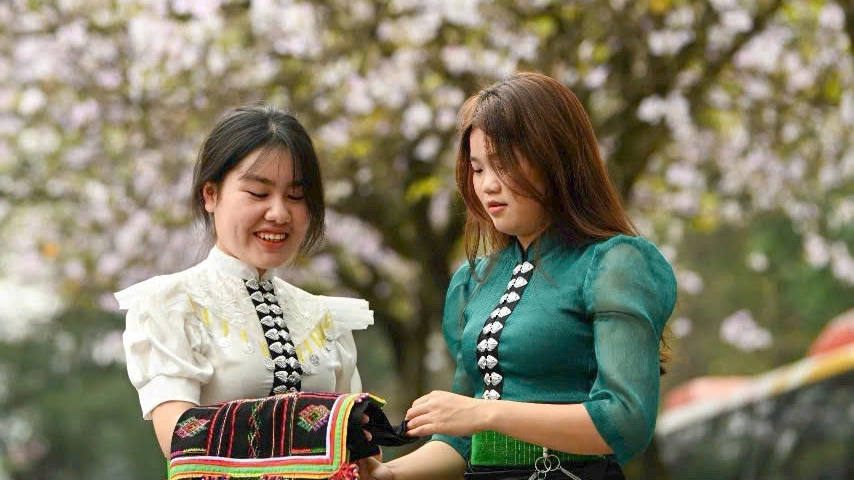 Hà Nội rộn ràng mùa hoa ban nở