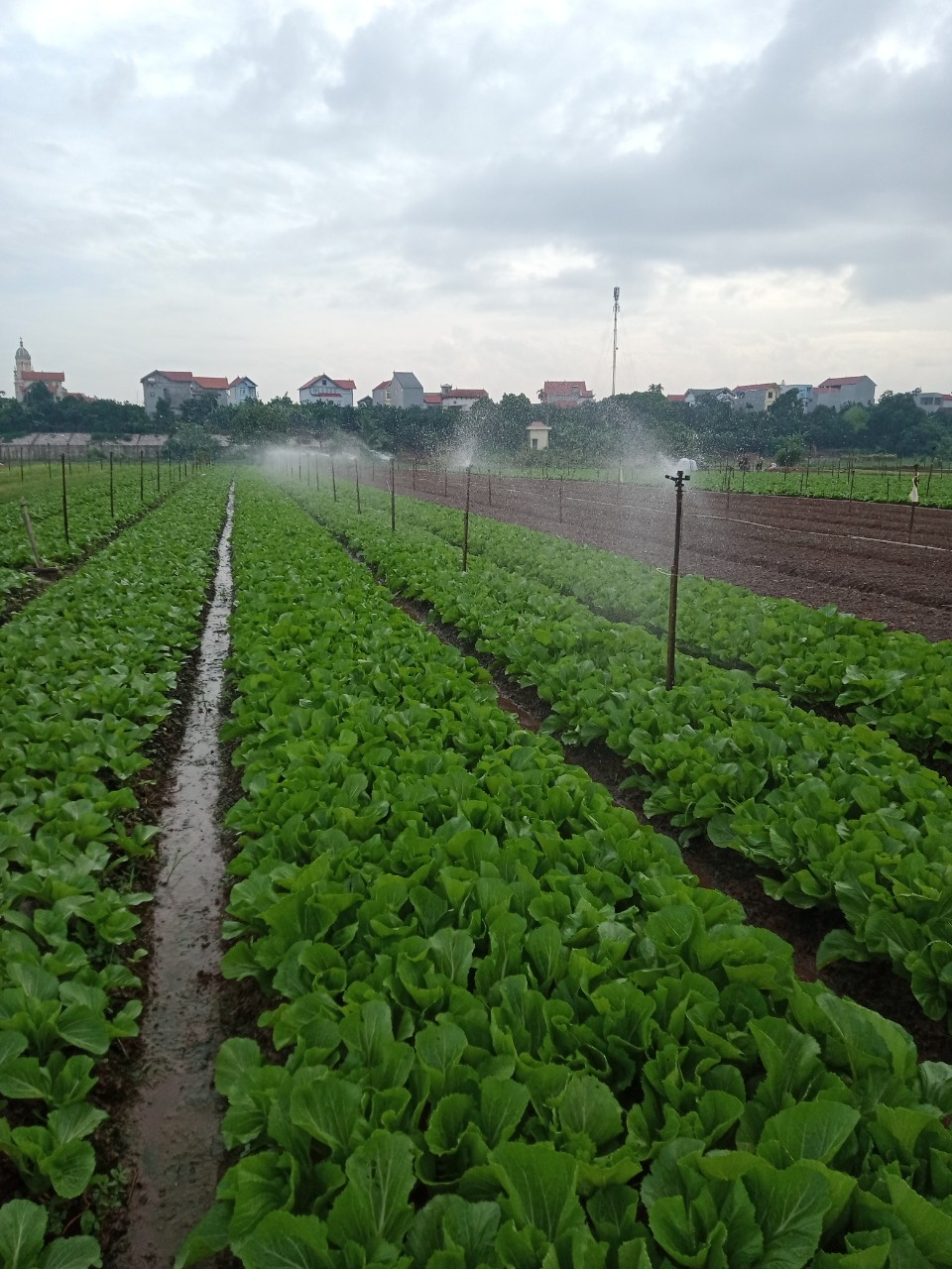 Hà Nội: Giải pháp đối phó nguy cơ hạn hán, thiếu hụt nguồn nước