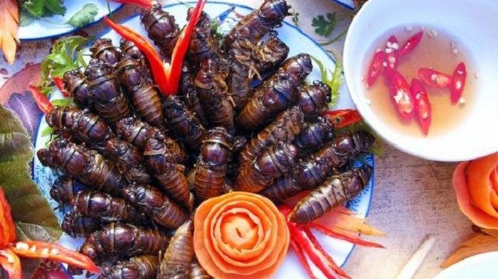 Dùng côn trùng, ve sầu làm thức ăn dễ ngộ độc thực phẩm