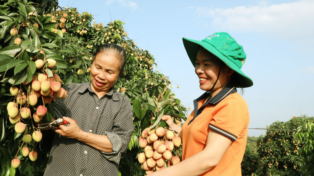 Bắc Giang: Mang trái vải thiều chín sớm Tân Yên đến với người tiêu dùng trong và ngoài nước