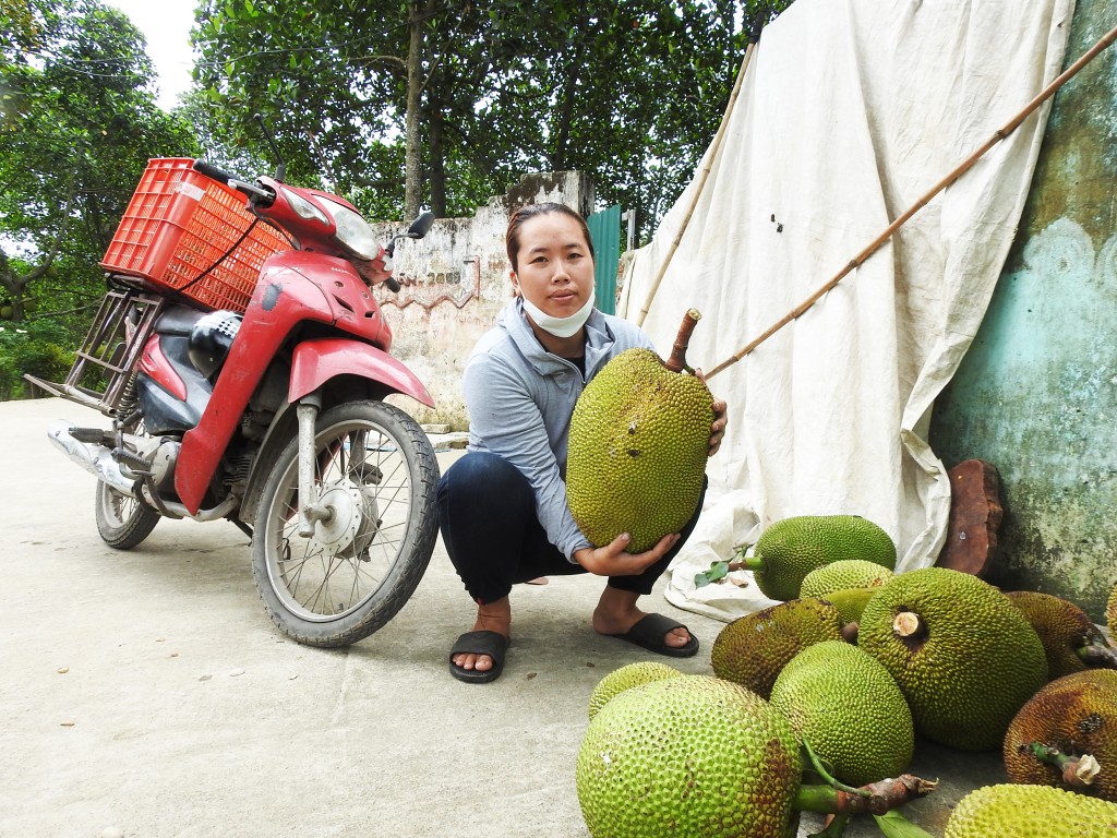 Nhiều nông dân Sơn Tây đổi đời nhờ cây mít đặc sản