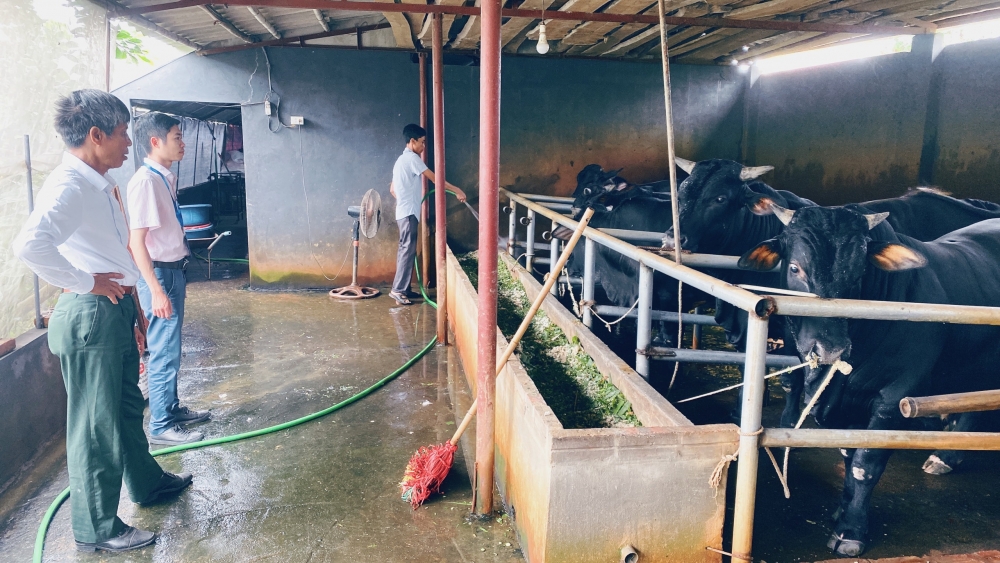 Mô hình chăn nuôi bò 3 B tại thôn Nại Châu, xã Chu Phan, huyện Mê Linh