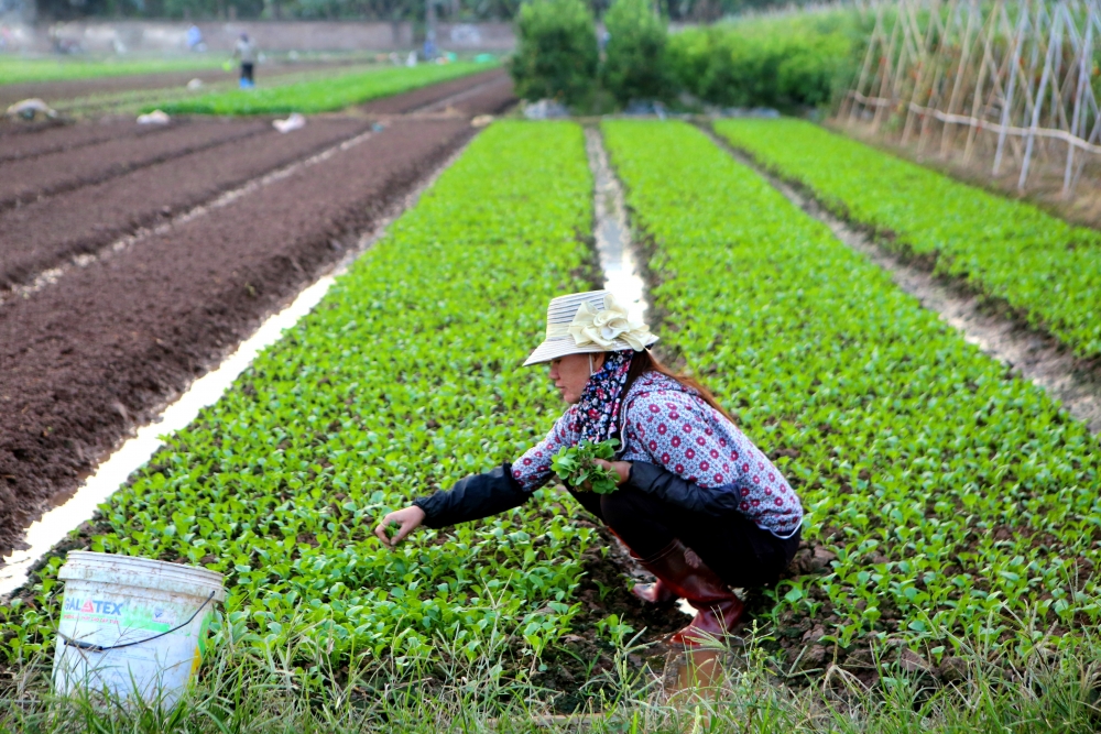 Nhiều hộ dân tại Mê Linh vươn lên thoát nghèo nhờ vốn từ NHCSXH