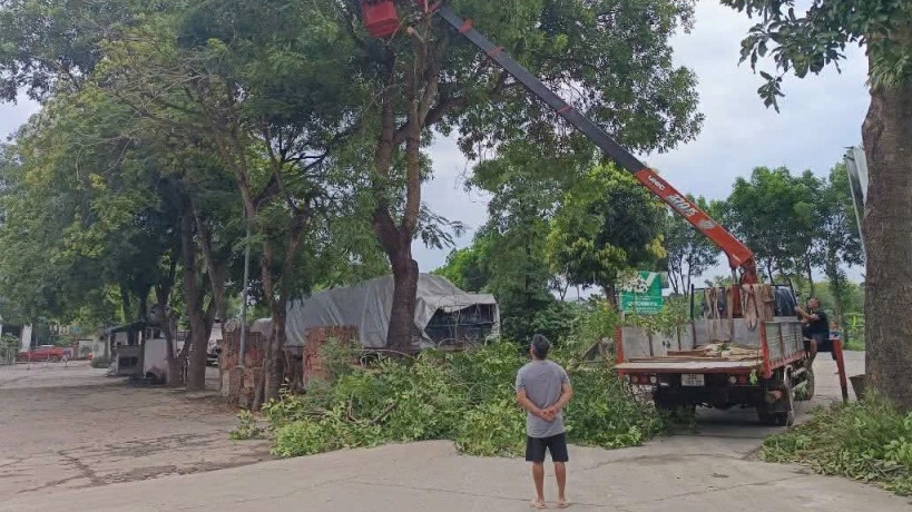 Phường Tùng Thiện: Cắt tỉa cây xanh, sẵn sàng ứng phó cơn bão số 3