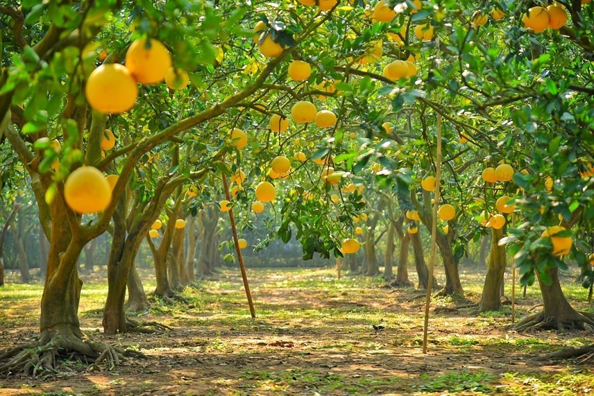 Nông nghiệp tại xã Quang Minh cũng được phát triển theo hướng công nghệ cao. Ảnh: Bưởi diễn Ấp Tre là đặc sản được săn lùng vào mỗi dịp Xuân về