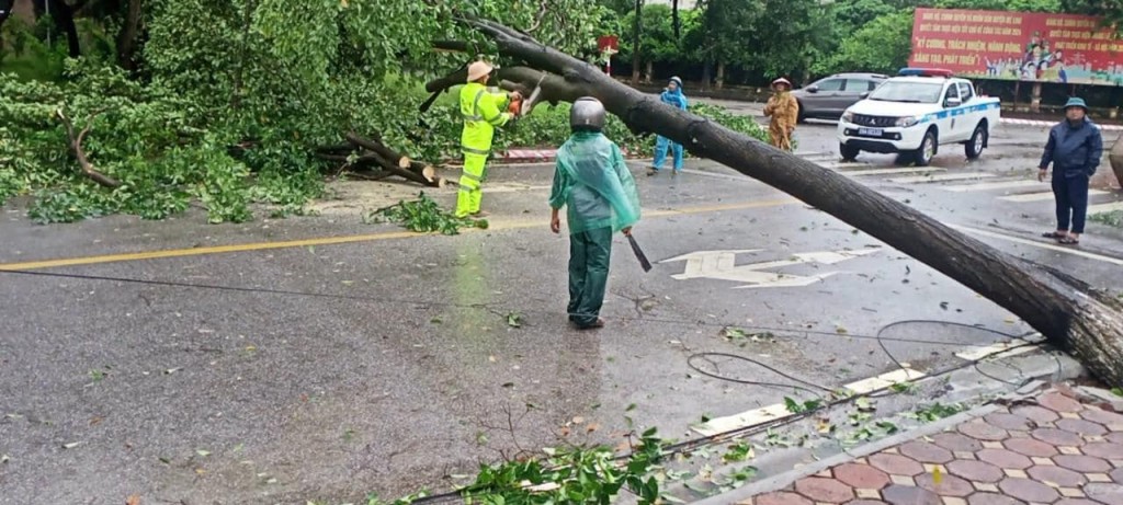 Các lực lượng chức năng huyện Mê Linh xử lý cây đổ do ảnh hưởng bão YAGI tại xã Đại Thịnh