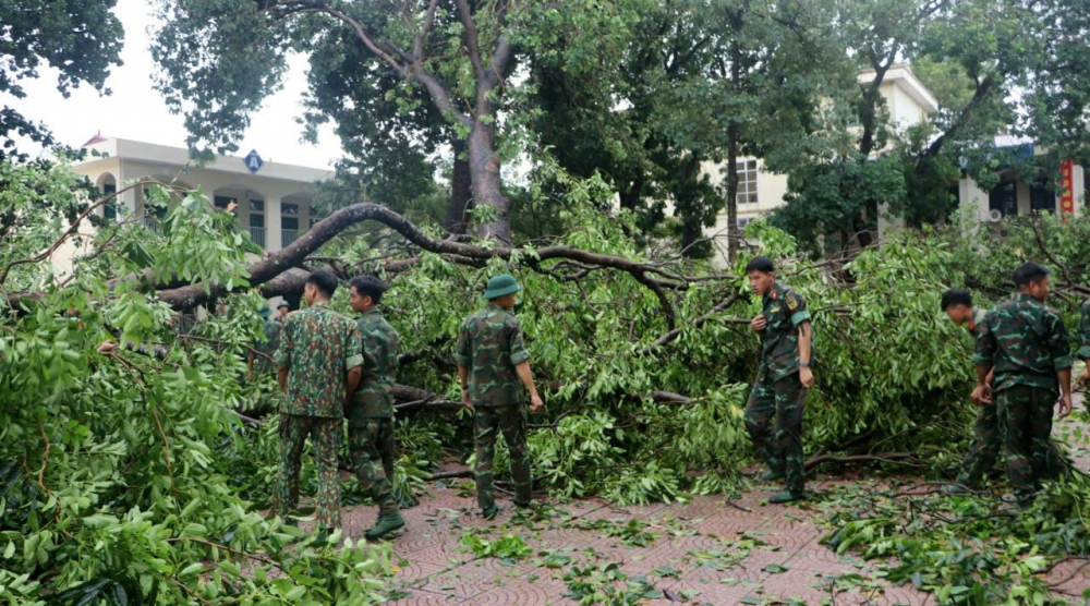 Xử lý cây xanh gãy đổ