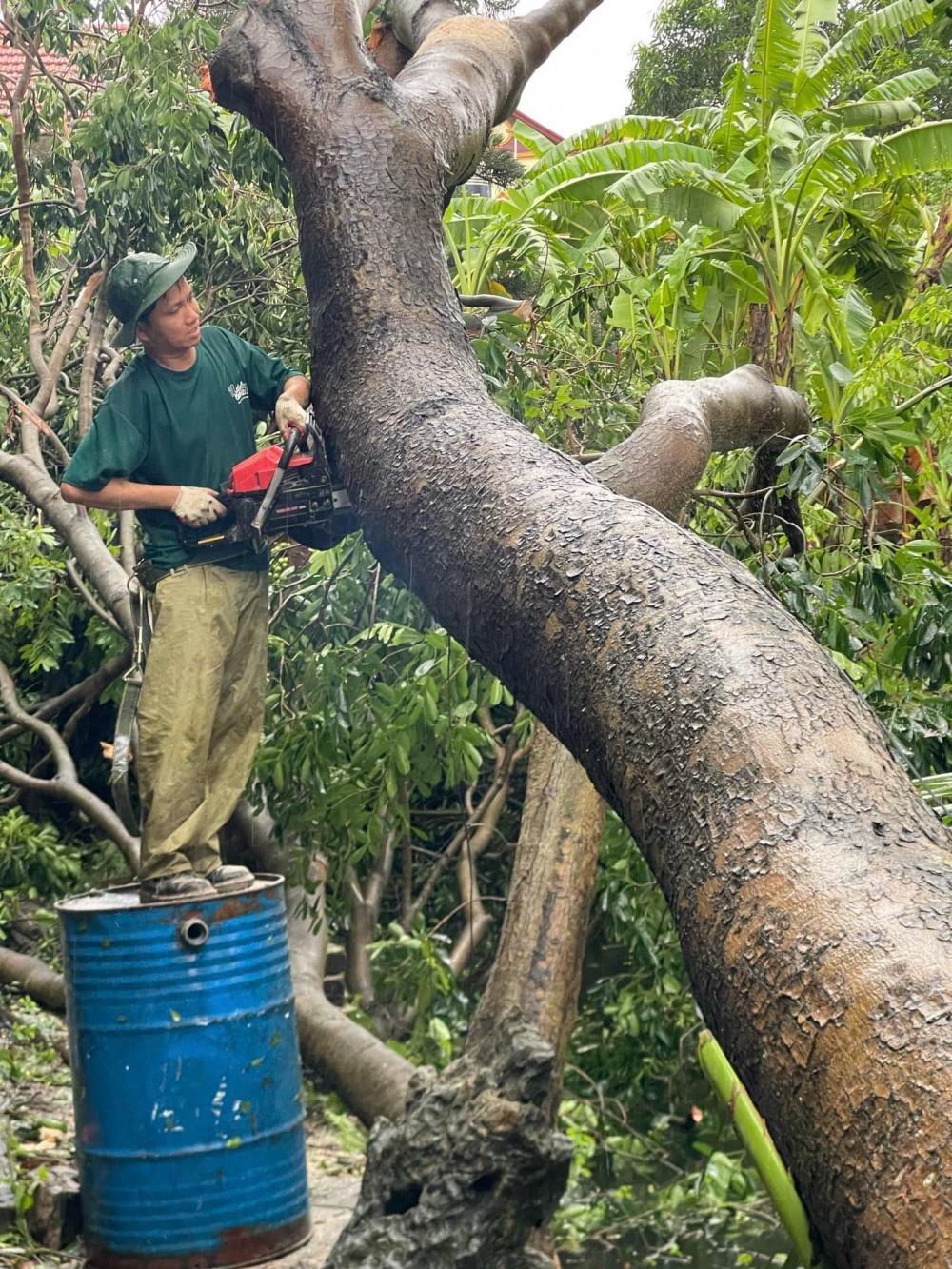 Người dân cắt dọn các cây bị gẫy đổ trên địa bàn xã Đại Thịnh