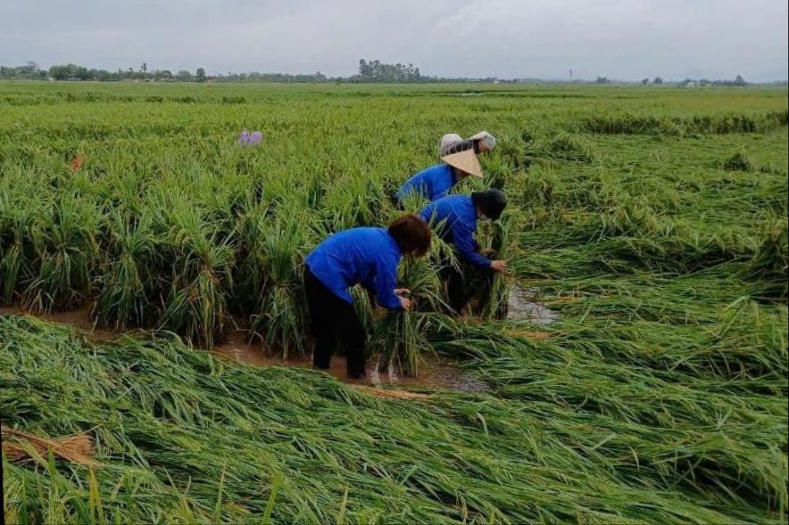 Bài 3: Sau bão lũ, ngành nông nghiệp cần "liều thuốc đặc biệt"