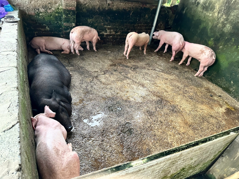 7 cá thể lợn đang nhốt trong chuồng nhà anh H, trong đó, có con đã chết. 