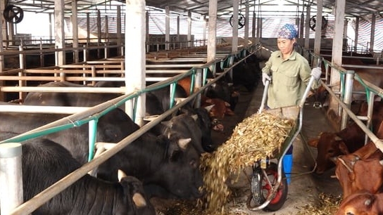 Lợi đủ đường khi tận dụng cỏ, ngô làm thức ăn giảm phát thải