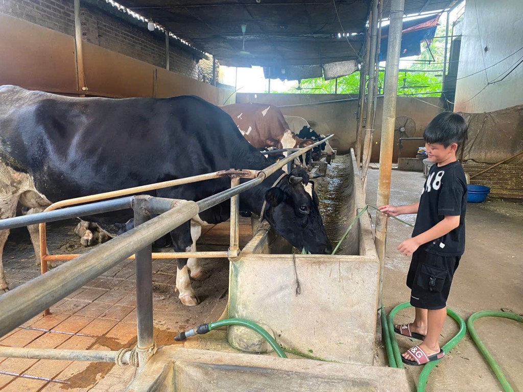 Lợi đủ đường khi tận dụng cỏ, ngô làm thức ăn giảm phát thải