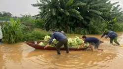 xa dao minh chau chu dong ung pho bao lu