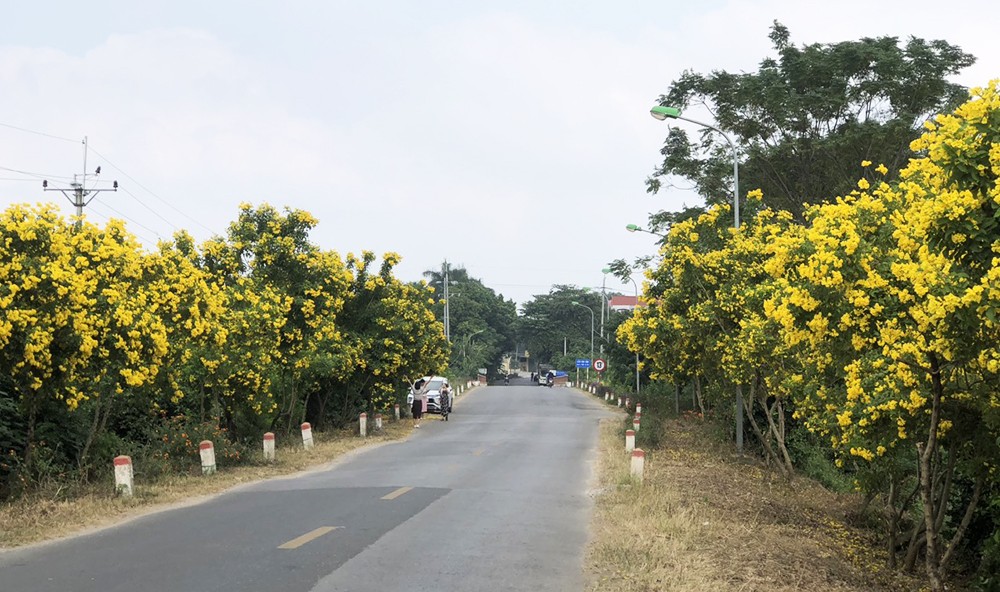 Những con đường hoa vàng rực rỡ tại xã Kim Sơn - thị xã Sơn Tây