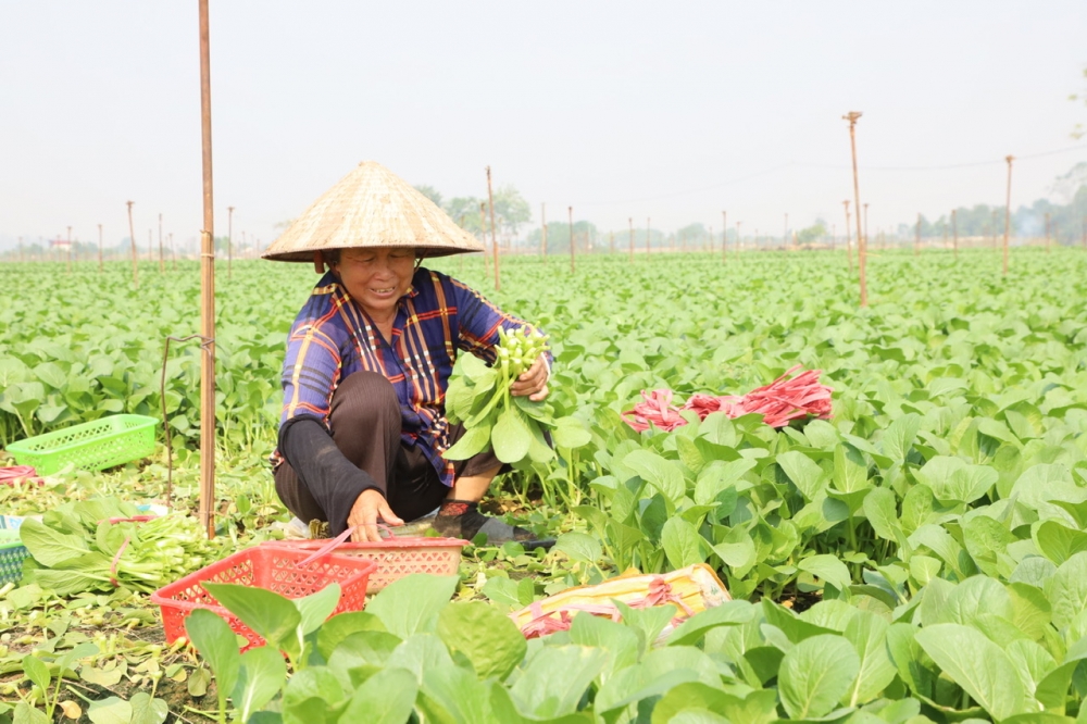 "Cái khó ló cái khôn" - nông dân Hà Nội cần cù sản xuất sau siêu bão