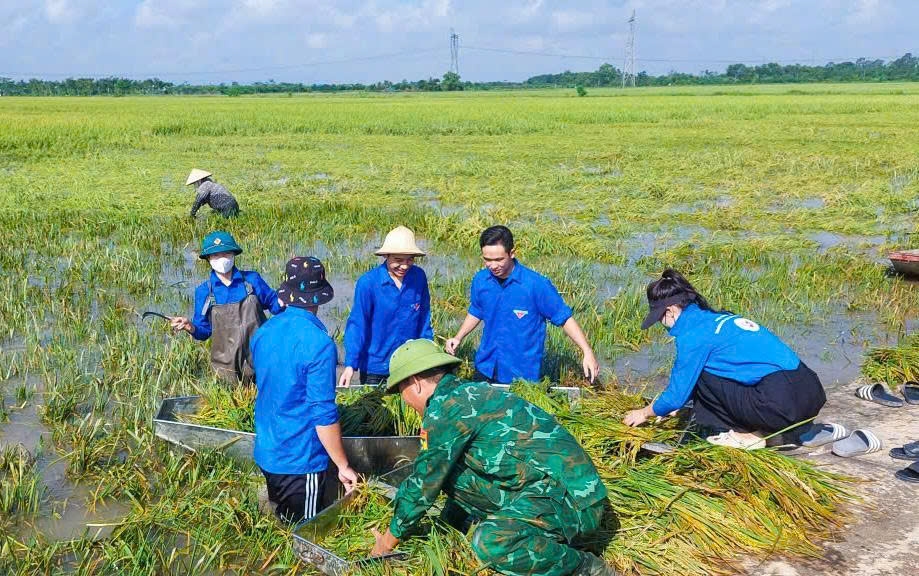 Tuổi trẻ Thượng Phúc chung sức giúp dân gặt lúa sau hoàn lưu bão số 10