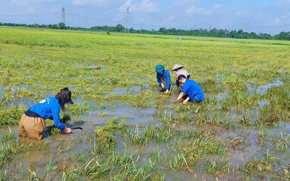 Tuổi trẻ Thượng Phúc chung sức giúp dân gặt lúa sau hoàn lưu bão số 10