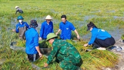 tuoi tre thuong phuc chung suc giup dan gat lua sau hoan luu bao so 10