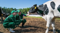 Chuyên gia đề xuất tái sử dụng phân chuồng làm phân bón