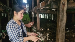 khai thac kho bau an minh trong phu pham nong nghiep