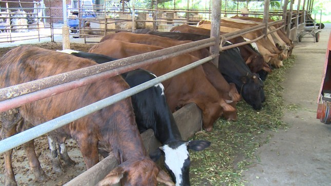 Theo các chuyên gia, nghị định 08 có nhiều quy định bất cập liên quan đến quản lý môi trường ngành chăn nuôi, giết mổ gia súc