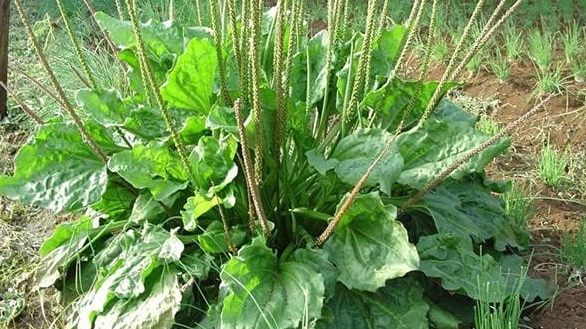 Mã đề chữa được những bệnh gì?