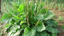 ma de chua duoc nhung benh gi