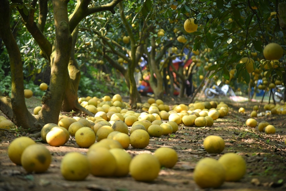 Bưởi Diễn Ấp Tre vào mùa thu hoạch từ tháng 11 đến tháng 12 âm lịch hàng năm. Thời điểm giáp Tết Nguyên đán nhiều người đã đặt mua bưởi Diễn Ấp Tre để về thờ Tết, để ăn dần hoặc làm quà biếu người thân, bạn bè, đồng nghiệp. Bưởi Diễn Ấp Tre vào mùa thu hoạch từ tháng 11 đến tháng 12 âm lịch hàng năm. Thời điểm giáp Tết Nguyên đán nhiều người đã đặt mua bưởi Diễn Ấp Tre để về thờ Tết, để ăn dần hoặc làm quà biếu người thân, bạn bè, đồng nghiệp.