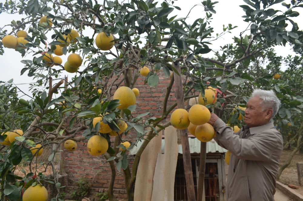 Ông Nguyễn Văn Lành là chủ vườn bưởi rộng 5000m2 với 262 gốc, trong đó hơn 160 gốc bưởi đã được 20 năm tuổi. Bưởi Diễn Ấp Tre vào vụ thu hoạch Tết - Ảnh 10. Vụ Tết năm nay, gia đình ông Lành thu hoạch 20.000 quả bưởi, 80% trong số đó đã được các lái buôn thu mua hết, số còn lại dự kiến sẽ bán hết trước ngày 15 tháng Chạp, mang lại thu nhập hơn 500 triệu đồng. Bưởi Diễn Ấp Tre vào vụ thu hoạch Tết - Ảnh 11. Bưởi Diễn Ấp Tre – Đặc sản thơm vị Tết