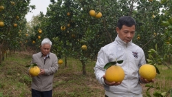 buoi dien ap tre dac san thom vi tet