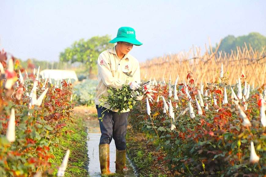 Để Hà Nội là nhịp đập văn hóa của cả nước