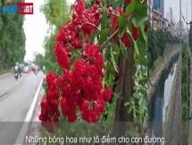 cây xanh trên đường láng