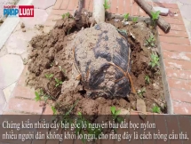 Cây xanh bật gốc lộ bầu bọc bao dứa