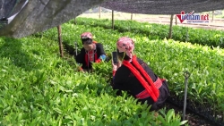 Video nhap 20241106113159