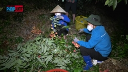 Đoàn thanh niên Lục Ngạn hỗ trợ bẻ vải