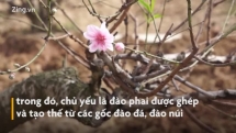 Làng đào cổ thụ nức tiếng đất Cảng vào vụ Tết