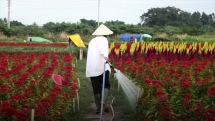 Làng hoa ven Sài Gòn vào vụ Tết