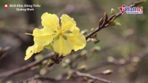 Trồng mai vàng Yên Tử quý hiếm, 8x Quảng Ninh kiếm nửa tỷ mùa Tết