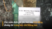 Cây hoàng mai rừng 120 năm tuổi, giá 4 tỷ đồng tại chợ Tết phố cổ