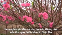 Đào nở rộ, dân trồng đào thấp thỏm lo tết