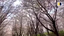 Anh đào nở rộ ở Trung Quốc