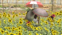 Cánh đồng hoa hướng dương ven sông Sài Gòn mở cửa lần hai