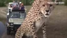 Báo trèo vào xe, để chân lên đầu du khách trong các safari hoang dã