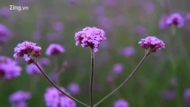 Vẻ thơ mộng của vườn hoa tím ở Sa Pa