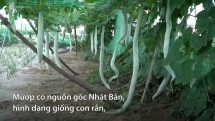 Giàn mướp rắn cho trái dài 2 m ở đảo Lý Sơn