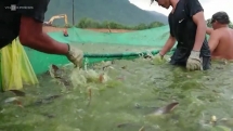 Nuôi 100 tấn cá tra bằng mì tôm, lòng gà lãi gần tỷ đồng mỗi năm