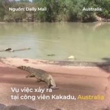 Cá sấu đột ngột lao lên bờ, cướp lấy cá của ngư dân