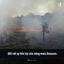 Hậu quả nếu rừng mưa Amazon bị phá hủy hoàn toàn